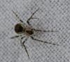 Platnickina tincta